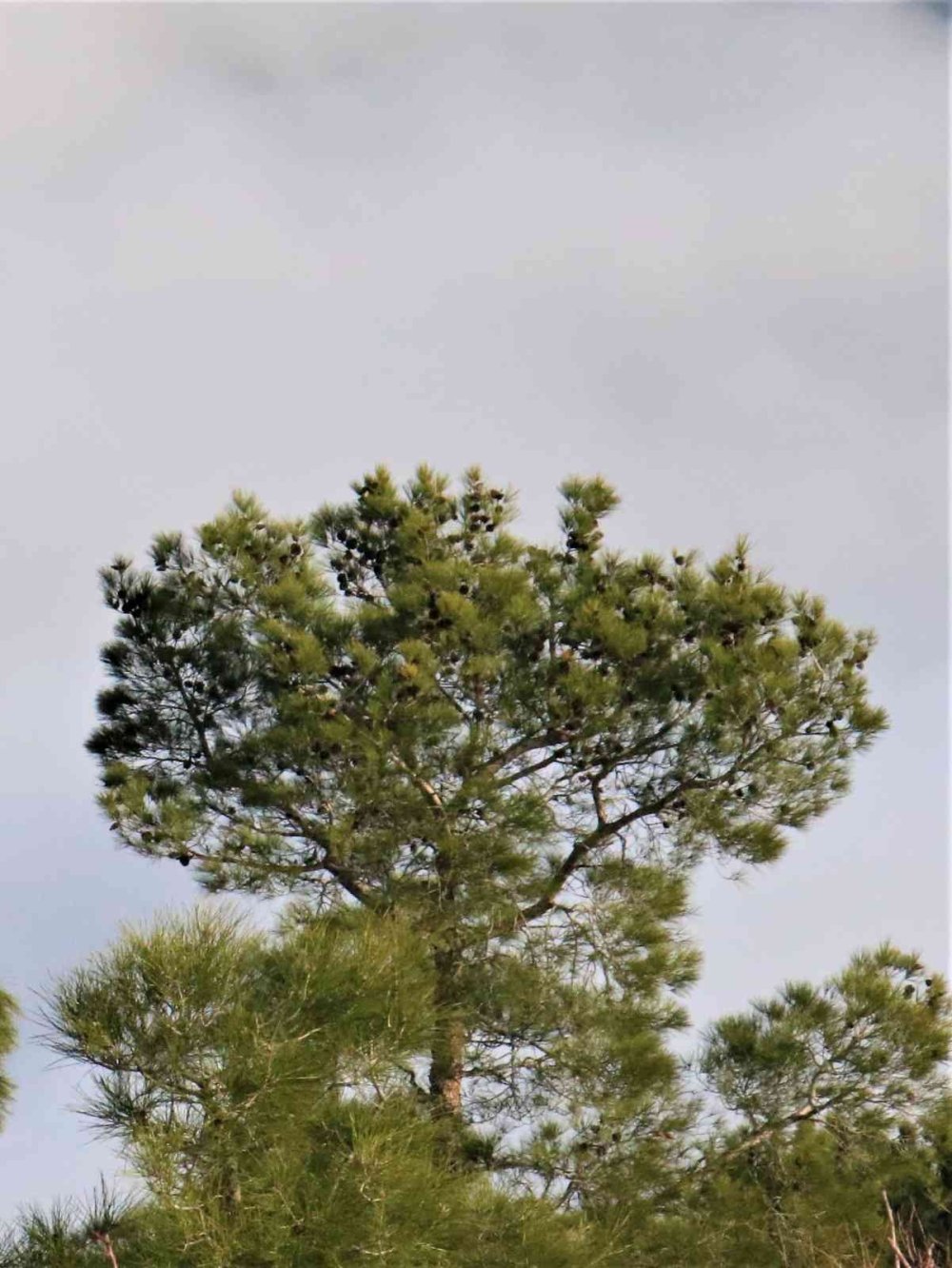 Göksu Vadisi’nden Seyirlik Görüntüler