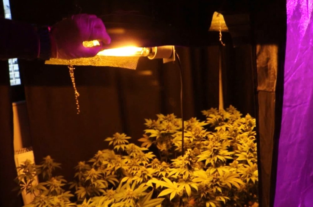 Mersin'de Apartman Dairesinde Kenevir Yetiştiren Zanlı Yakalandı