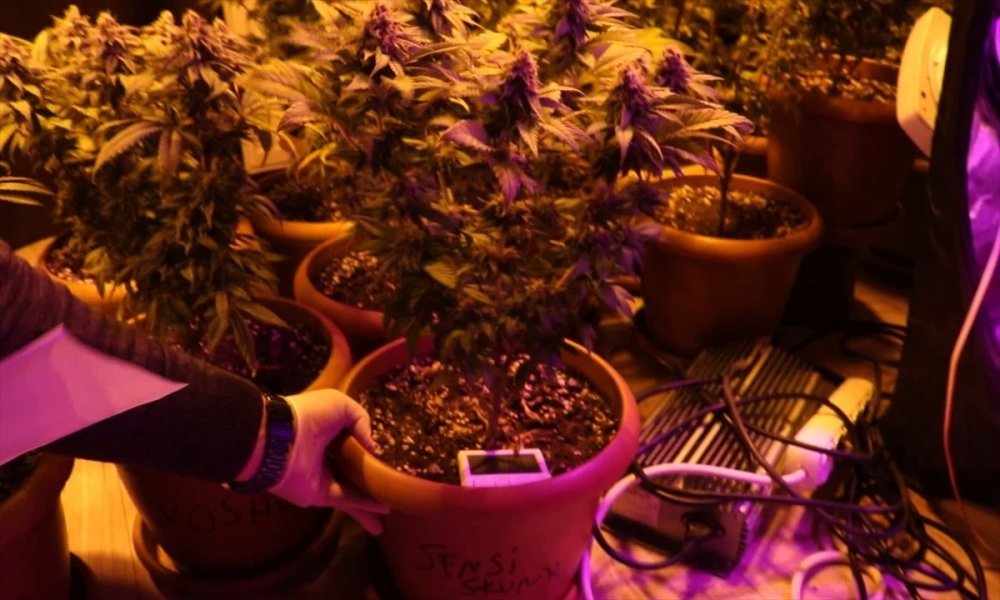 Mersin'de Apartman Dairesinde Kenevir Yetiştiren Zanlı Yakalandı