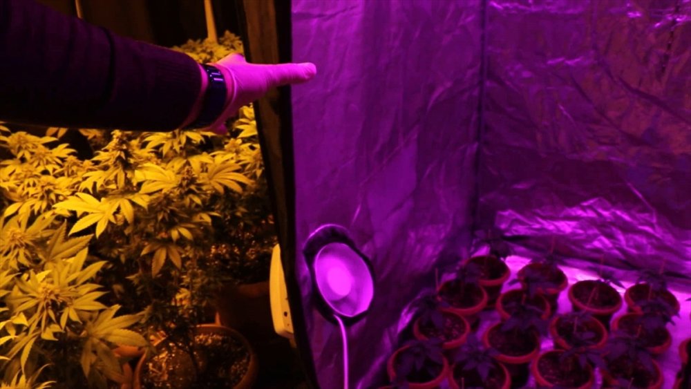 Mersin'de Apartman Dairesinde Kenevir Yetiştiren Zanlı Yakalandı