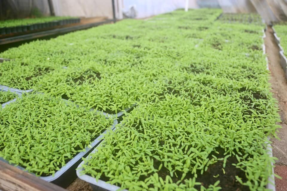 Aksaray Belediyesi Peyzaj İşinde Öz Kaynaklarını Kullanıyor