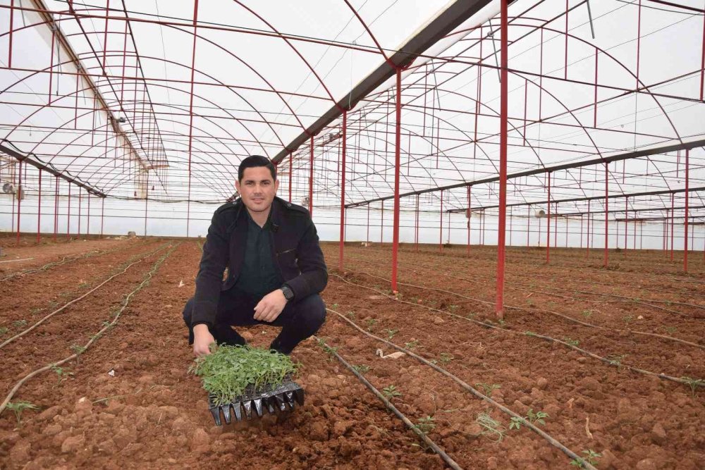 Kendi Elektriğinin Fazlasını Üreten Sera