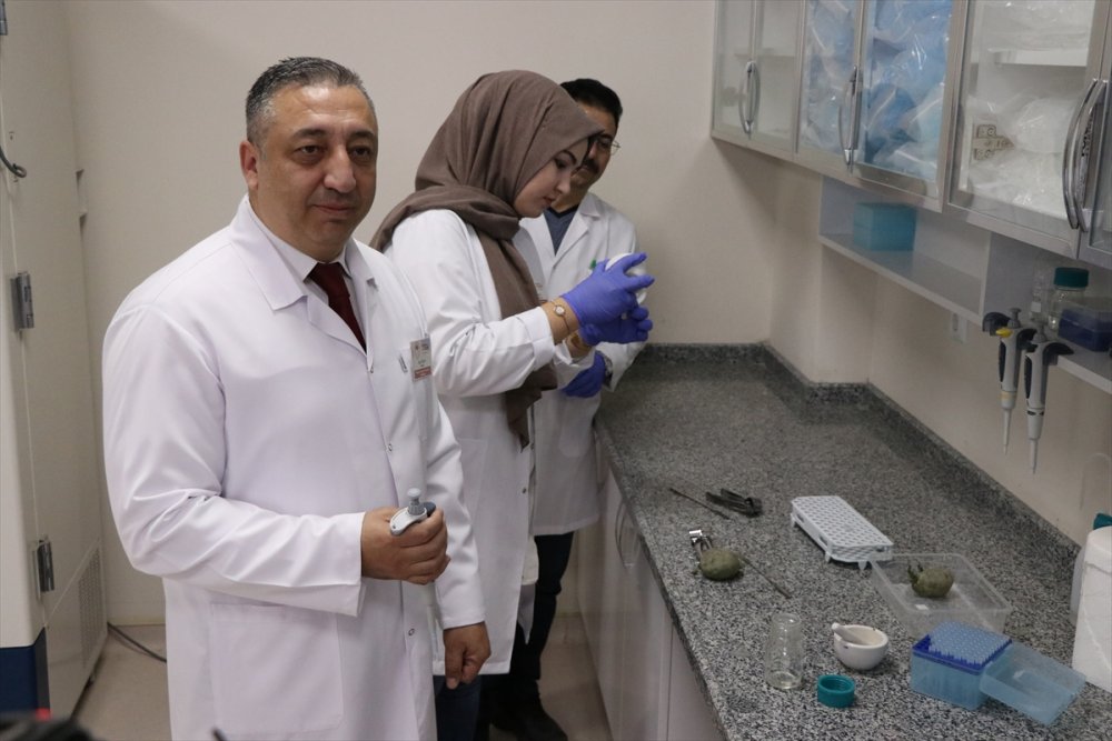 Niğde Patatesine Genetik Çalışma