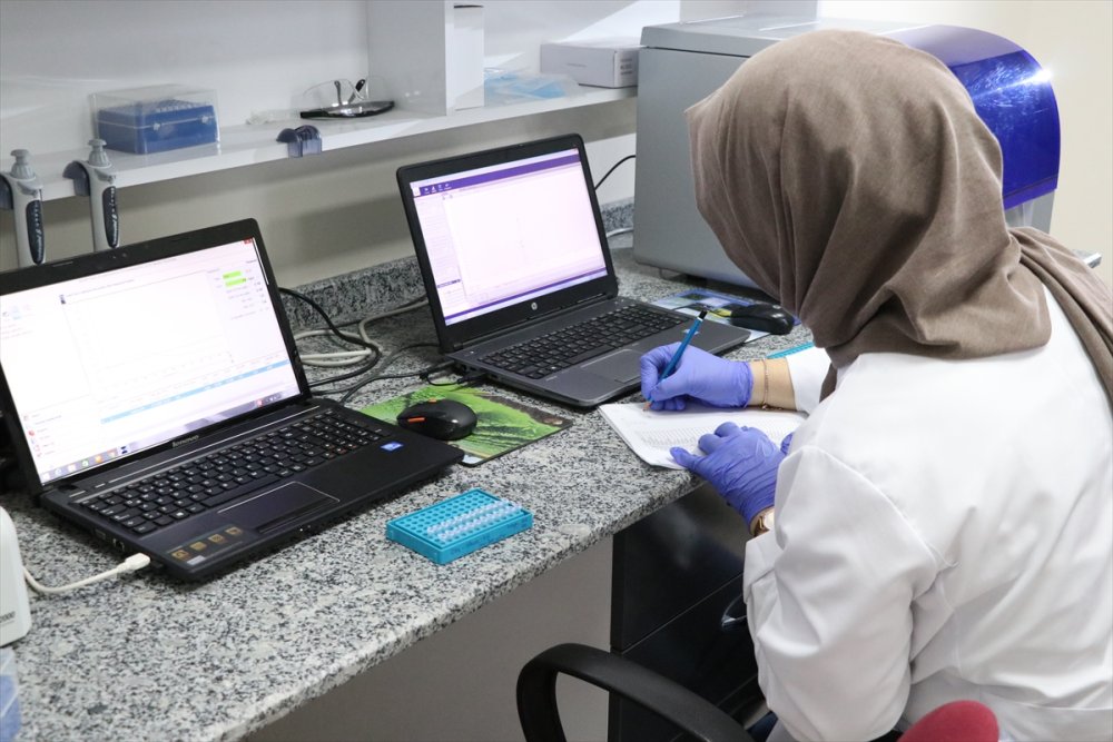 Niğde Patatesine Genetik Çalışma