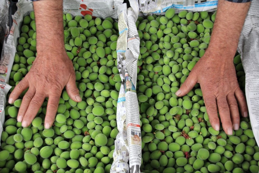 Seralarda Kayısı Çağlası Hasadı Başladı