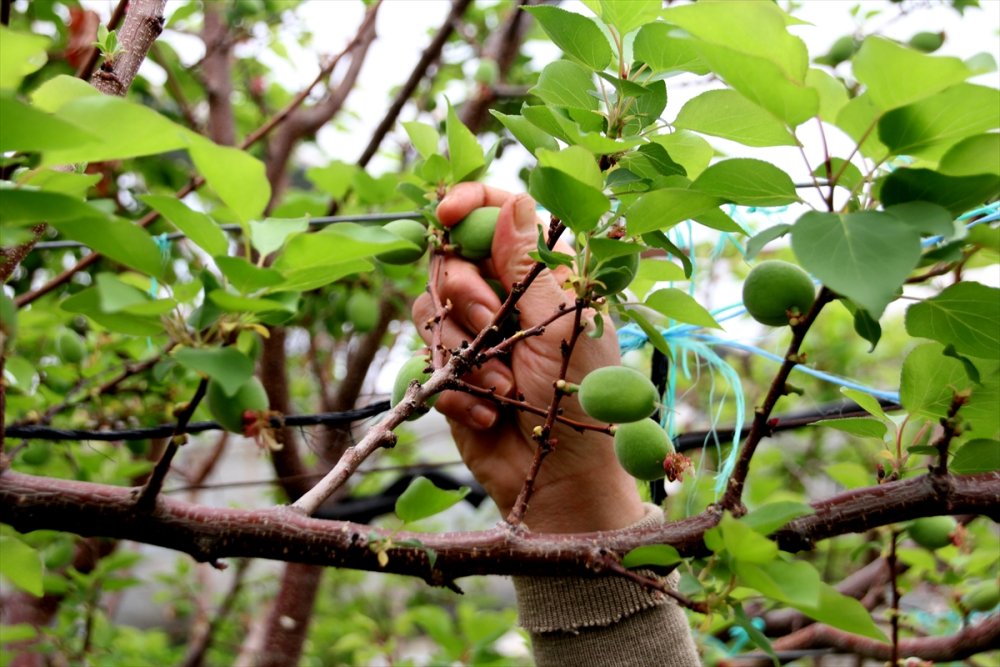 Seralarda Kayısı Çağlası Hasadı Başladı