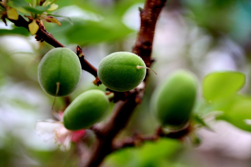 Seralarda Kayısı Çağlası Hasadı Başladı