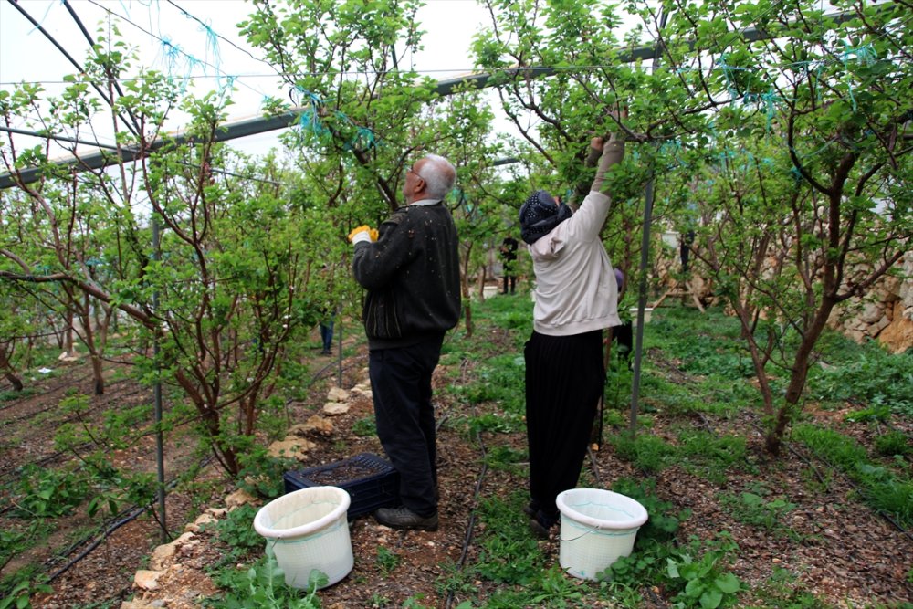 Seralarda Kayısı Çağlası Hasadı Başladı