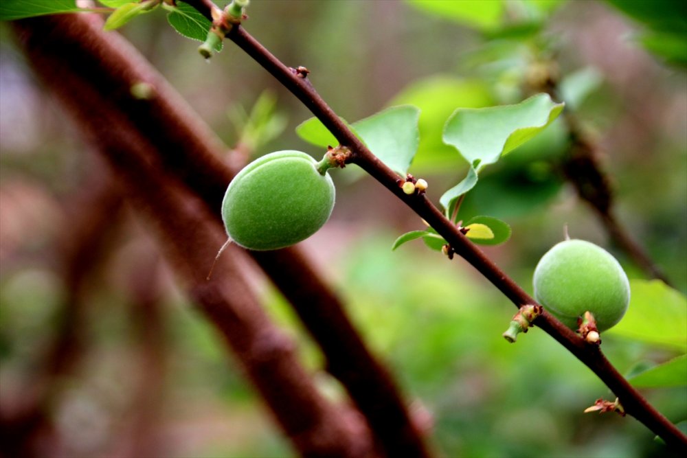 Seralarda Kayısı Çağlası Hasadı Başladı