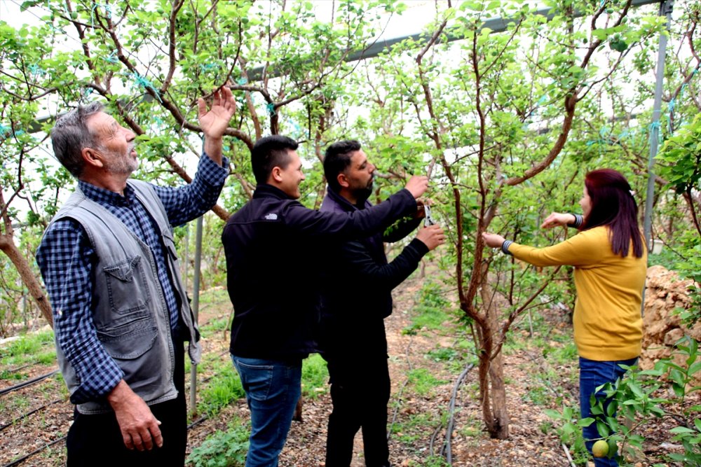 Seralarda Kayısı Çağlası Hasadı Başladı