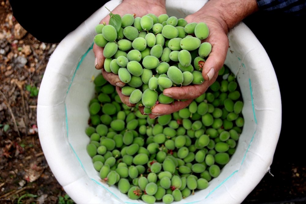 Seralarda Kayısı Çağlası Hasadı Başladı