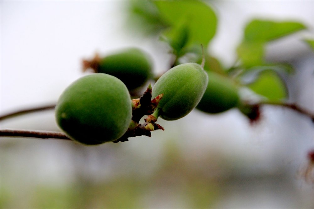 Seralarda Kayısı Çağlası Hasadı Başladı
