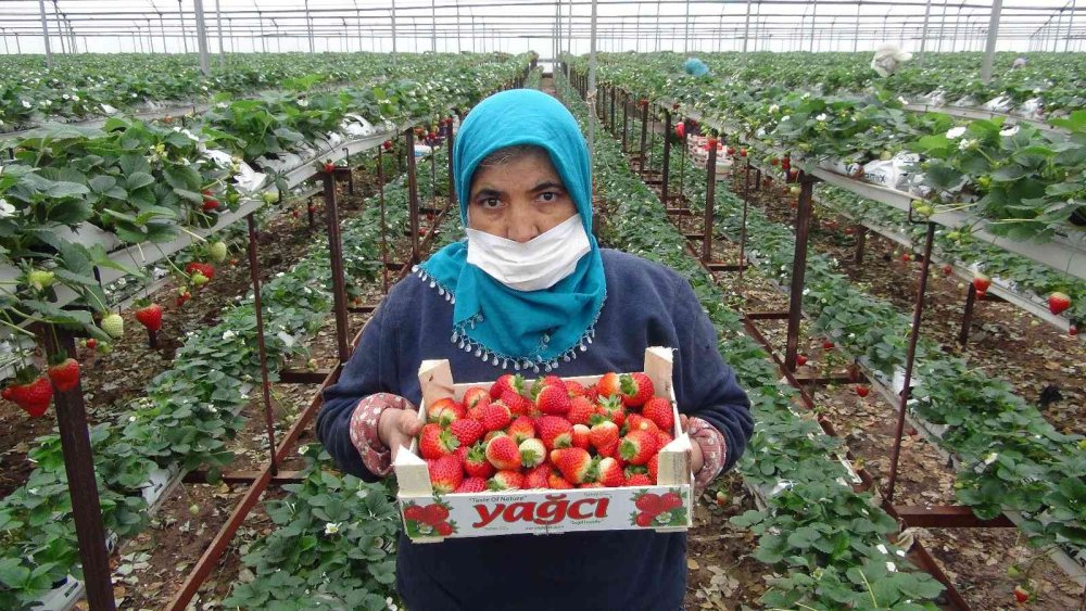 Çilek Üreticisi Rusya Ve Ukrayna Savaşından Endişeli