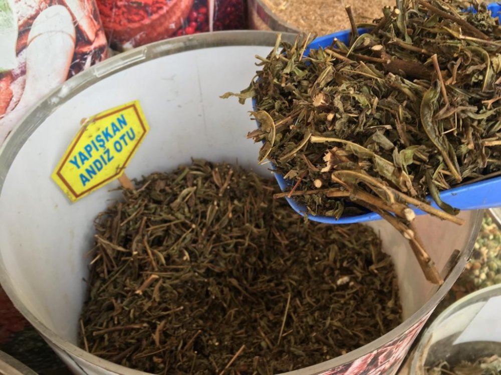 Balgam Sorunlarına “Yapışkan Andız Otu"