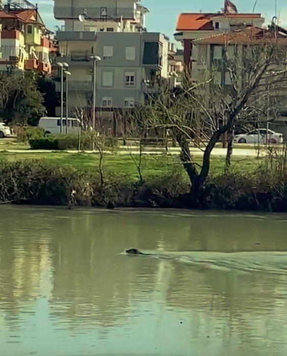 Akdeniz Foku, Manavgat Irmağı’nı Sevdi