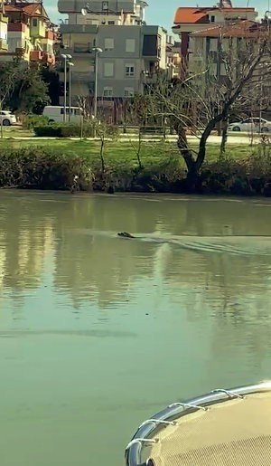 Akdeniz Foku, Manavgat Irmağı’nı Sevdi