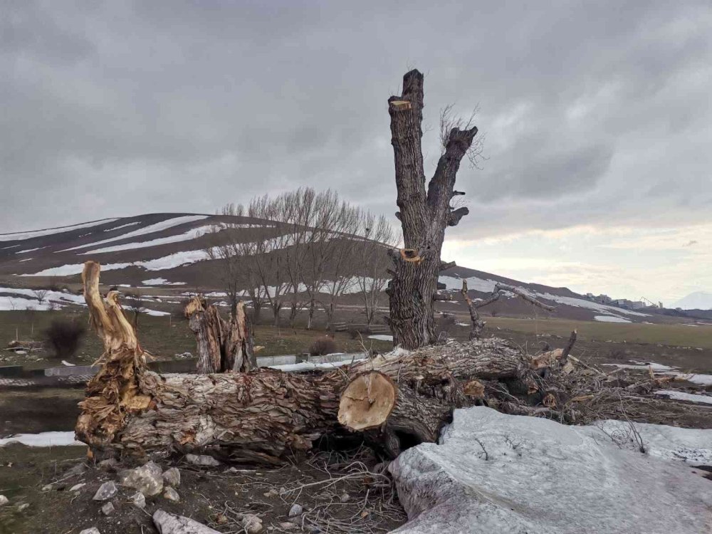 Kayseri'de Asırlık Ağaçlar Kurtarılmayı Bekliyor