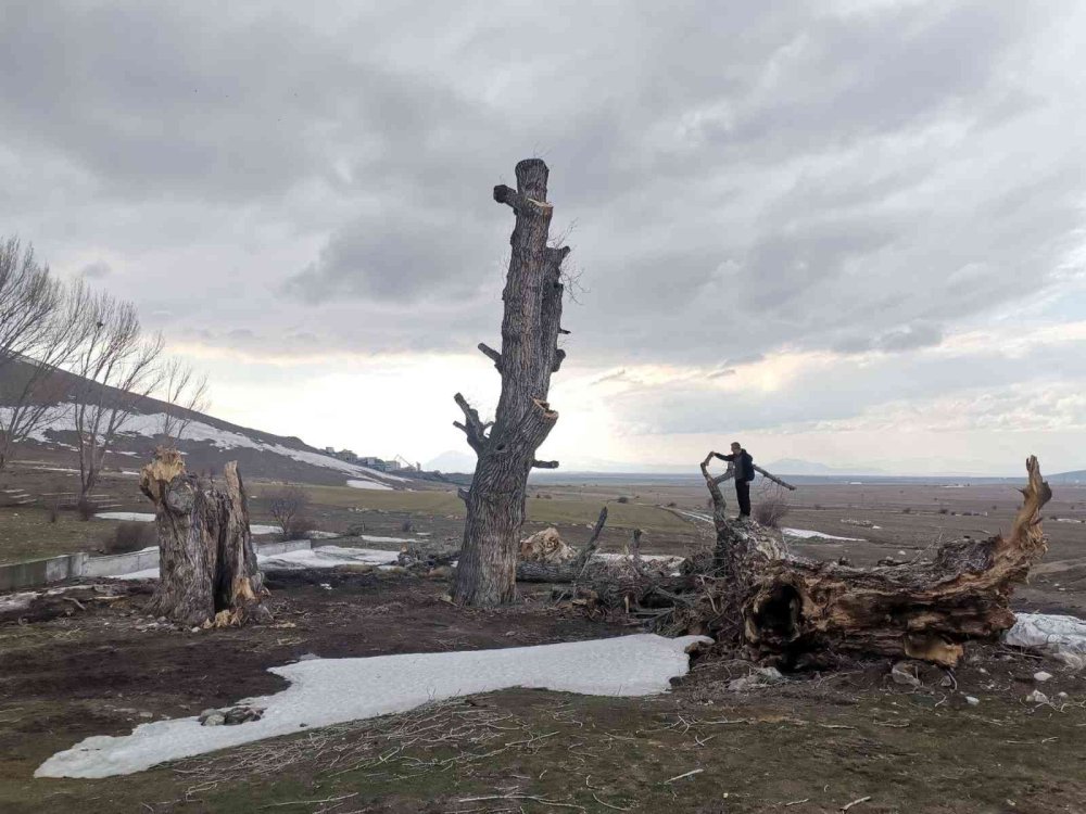 Kayseri'de Asırlık Ağaçlar Kurtarılmayı Bekliyor