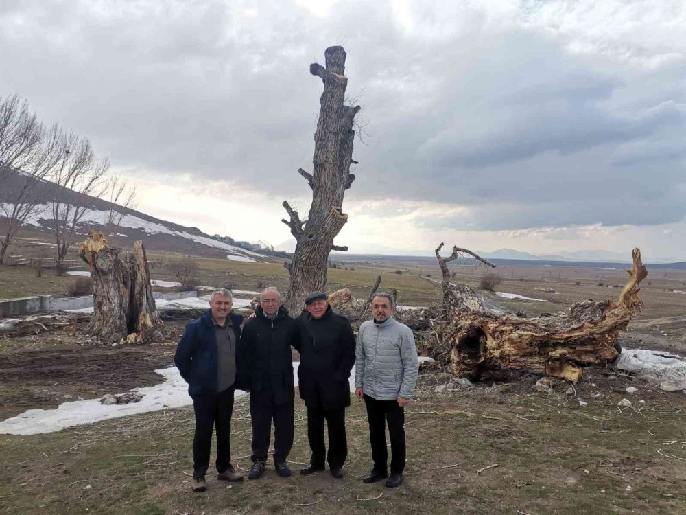 Kayseri'de Asırlık Ağaçlar Kurtarılmayı Bekliyor