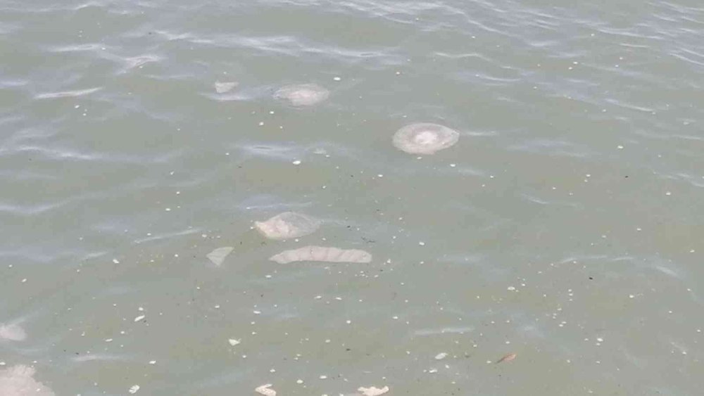 Manavgat’ta Denizanası Yoğunluğu