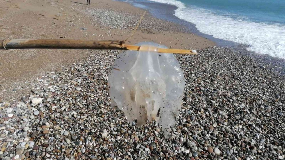 Manavgat’ta Denizanası Yoğunluğu