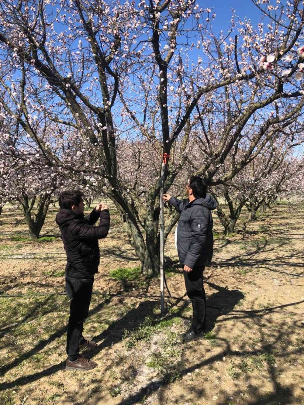 Mut'ta Kayısı Ağaçlarını Don Vurdu