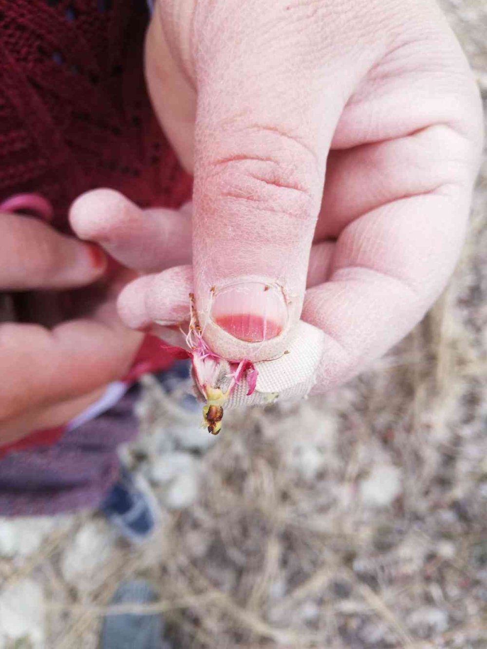 Mut'ta Kayısı Ağaçlarını Don Vurdu