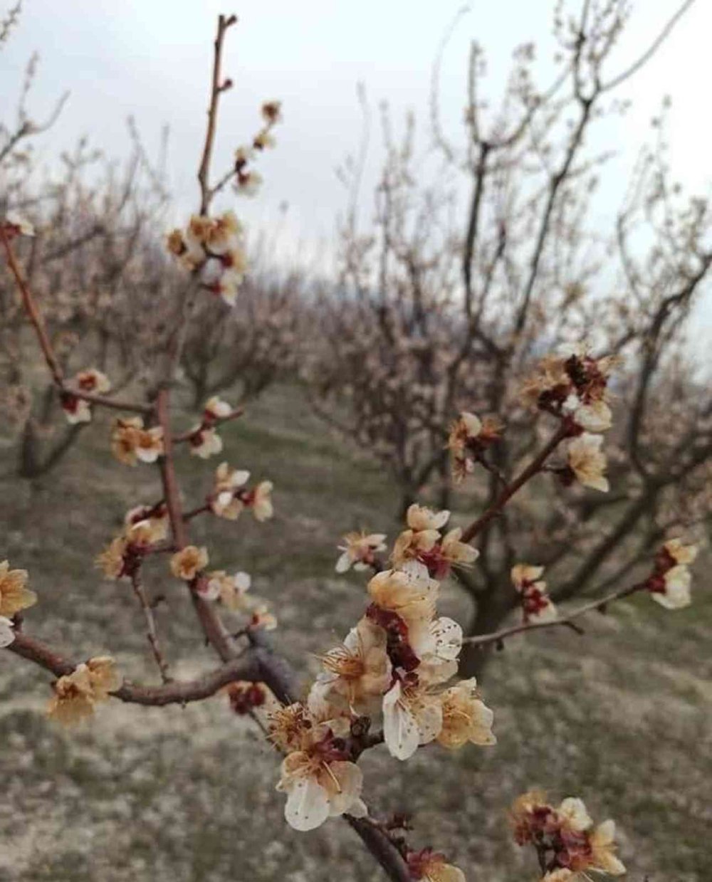 Mut'ta Kayısı Ağaçlarını Don Vurdu