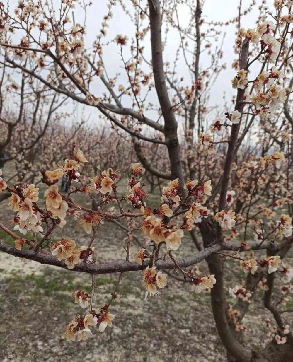 Mut'ta Kayısı Ağaçlarını Don Vurdu
