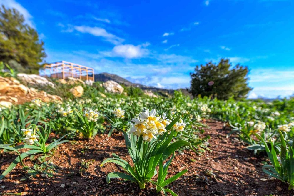 Toroslar’ın Etekleri Nergis Kokuyor