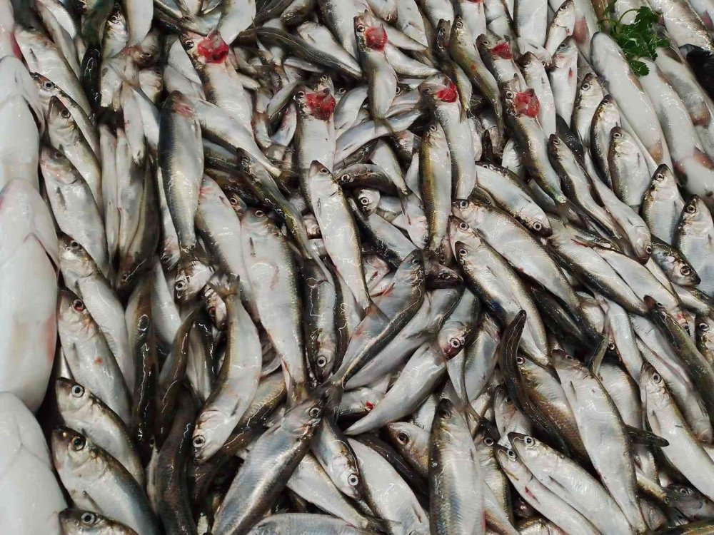 Vitamin Deposu ‘Tirsi’