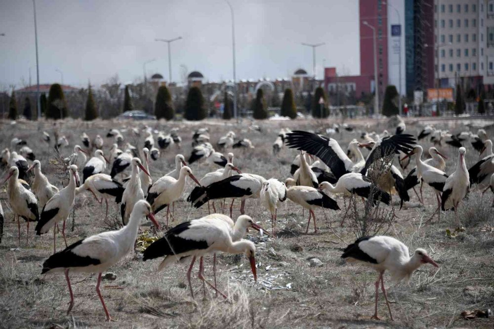 Karaman Yolunda Konya'ya Zorunlu İniş Yaptılar