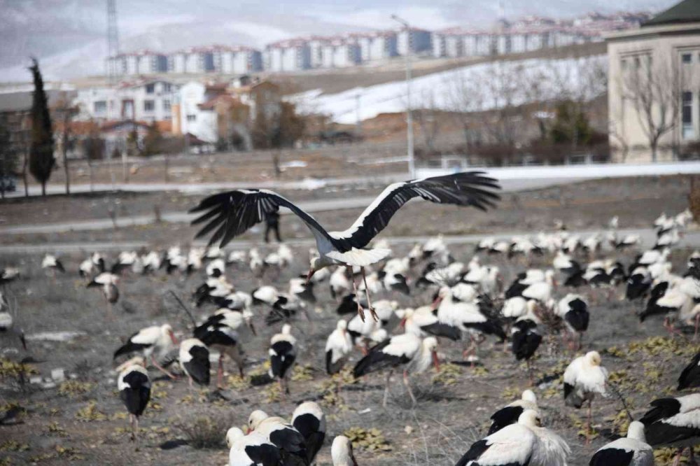 Karaman Yolunda Konya'ya Zorunlu İniş Yaptılar