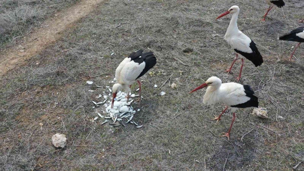 Karaman Yolunda Konya'ya Zorunlu İniş Yaptılar