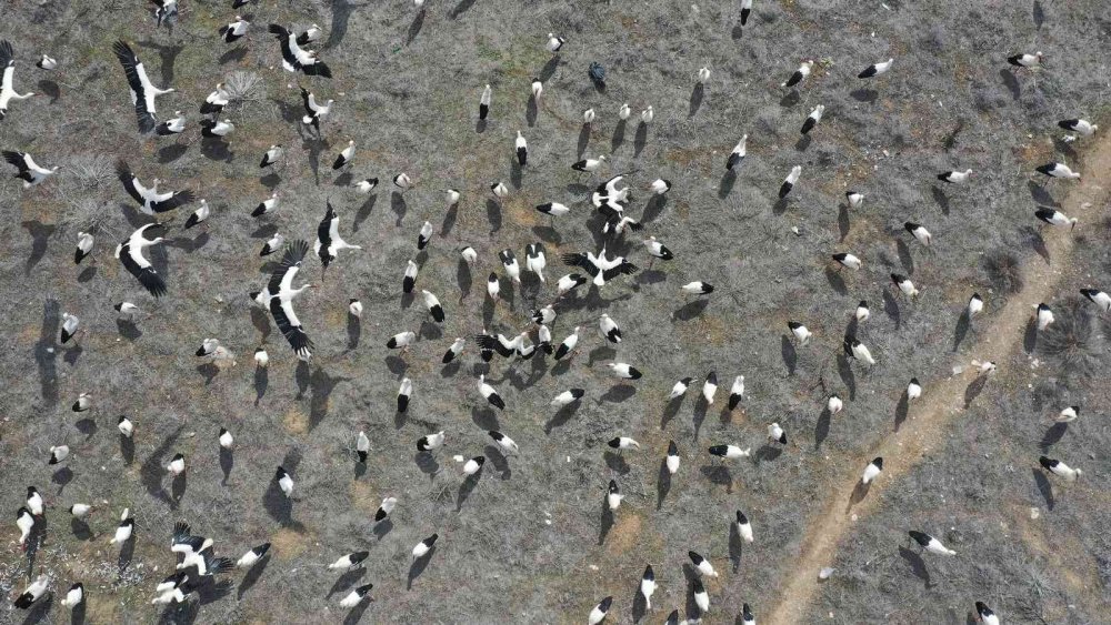 Karaman Yolunda Konya'ya Zorunlu İniş Yaptılar
