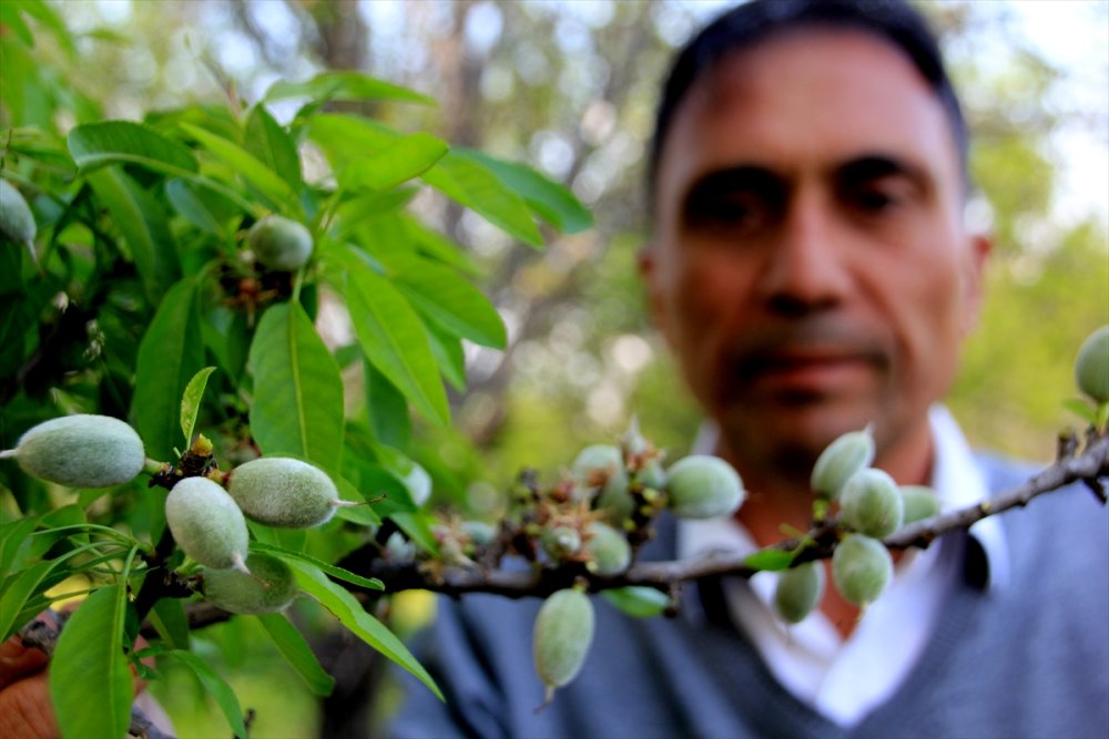 Mersin'de Çağla Hasadına Başlandı