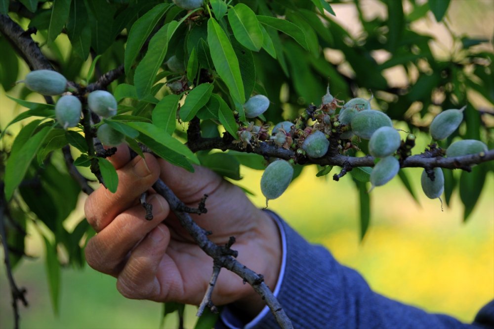 Mersin'de Çağla Hasadına Başlandı