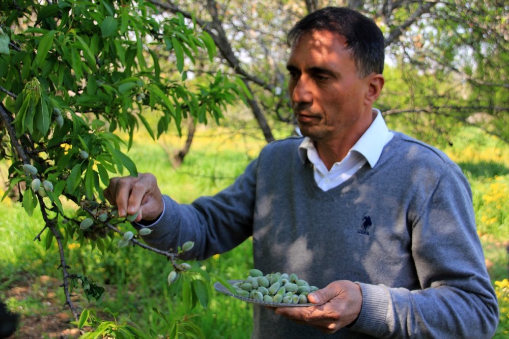 Mersin'de Çağla Hasadına Başlandı