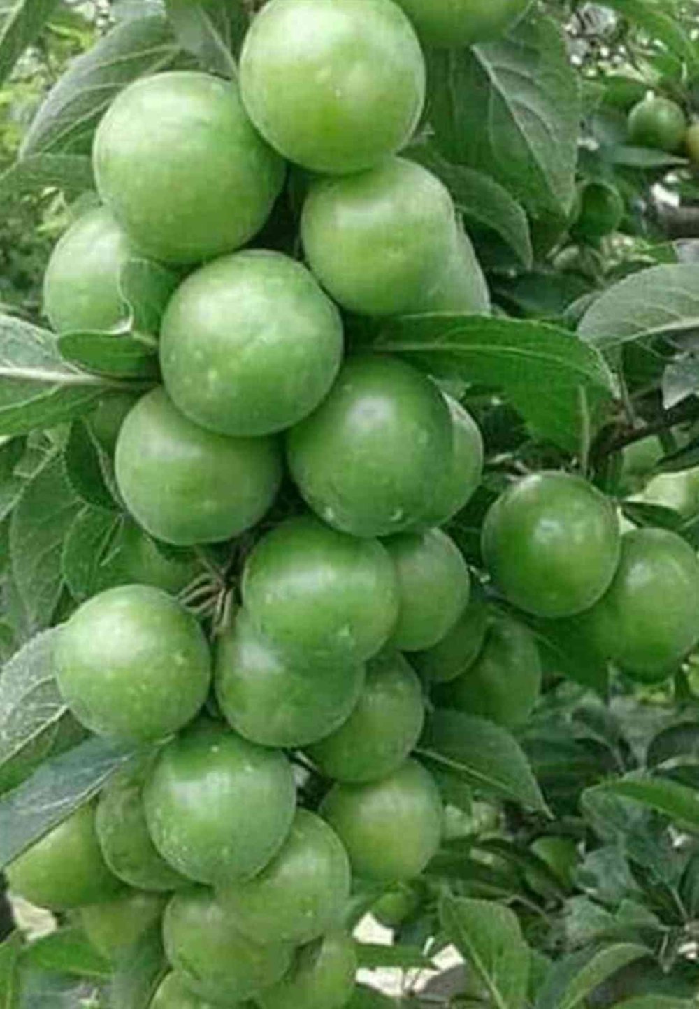 Mut'ta Eriğin Kilosu Sizce Ne Kadar?