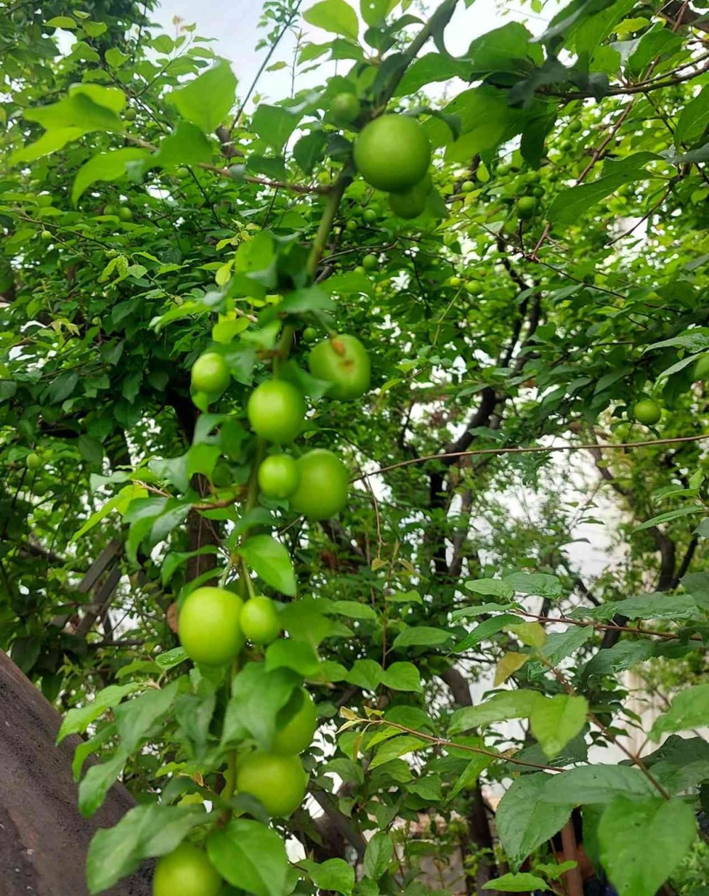 Mut'ta Eriğin Kilosu Sizce Ne Kadar?