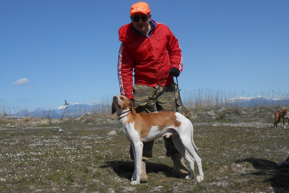 4. Fermalı Av Köpekleri Yarışması Serik'te Yapıldı