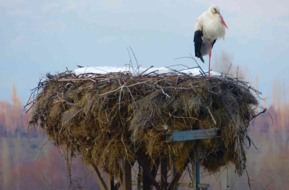 Beyşehir Gölü’ne Kuş Akını