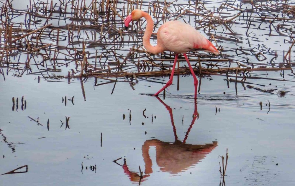Beyşehir Gölü’ne Kuş Akını