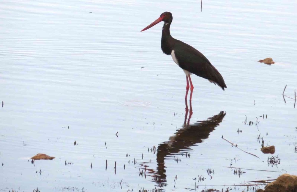 Beyşehir Gölü’ne Kuş Akını