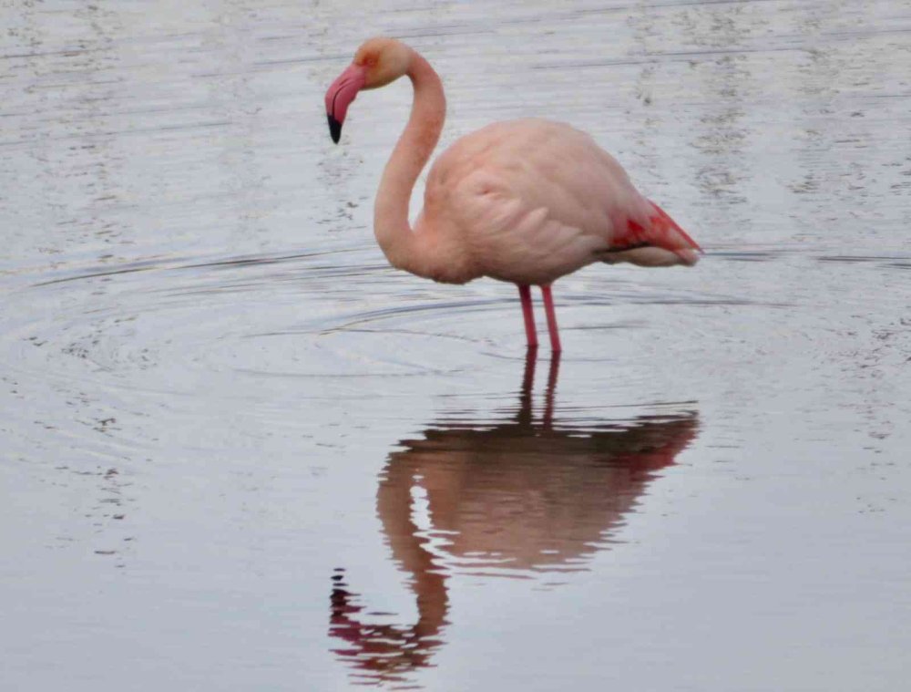 Beyşehir Gölü’ne Kuş Akını