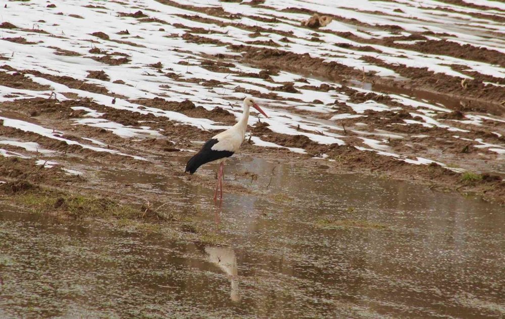 Beyşehir Gölü’ne Kuş Akını