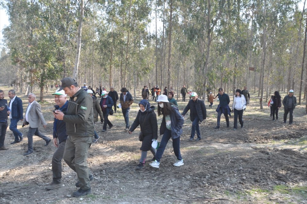 Mersin'de Karabucak Okaliptüs Ormanı Ekoturizm Parkuru Açıldı