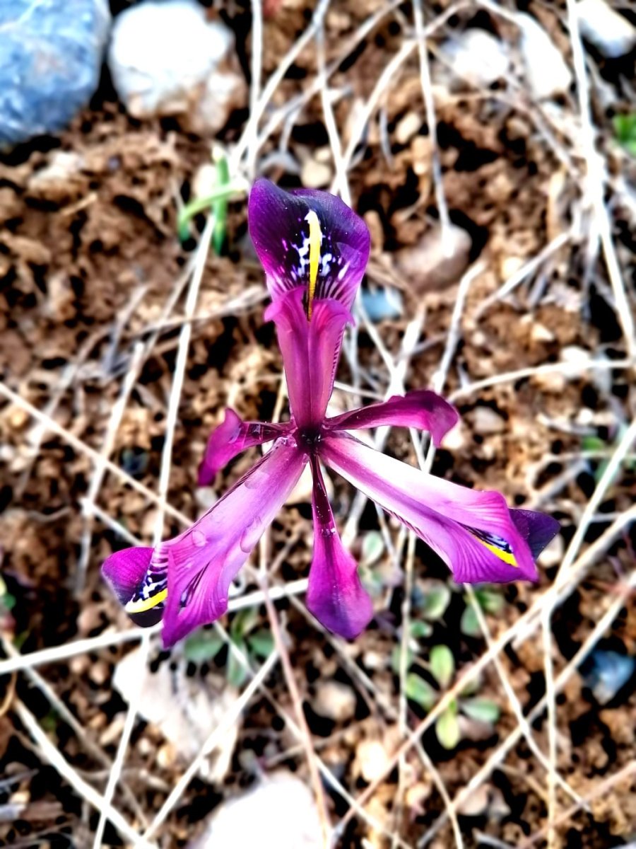 Kırnavruzu Bitkisi Çiçek Açtı