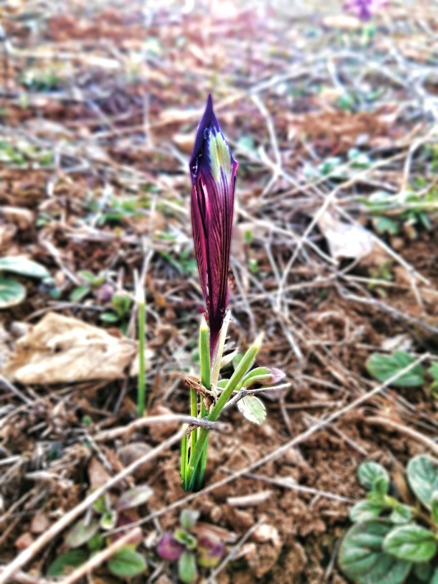 Kırnavruzu Bitkisi Çiçek Açtı