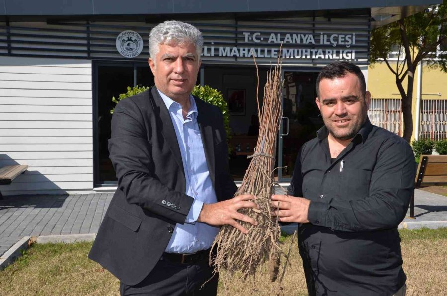 Alanya’da 140 Bin Meyve Fidanı Dağıtıldı